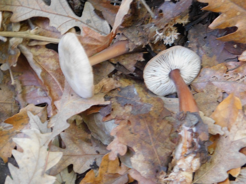 15 Fotogr il 18.12.2021 sotto Leccio